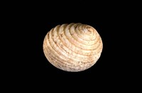 藏品(白肋蜑螺)的圖片